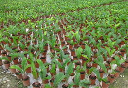 鐵樹苗木全攻略 供應、品種、價格與選購指南