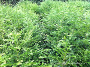 優質綠化苗木紅豆杉采購指南 價格、廠商與資源平臺