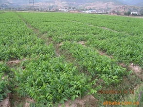 優質核桃苗供應 高成活率與專業種植指導