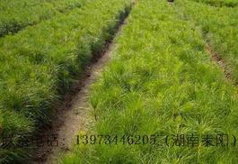 湖南耒陽高產油茶苗圃 優質油茶種苗及其他特色綠化苗木產品全覽