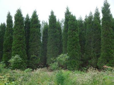 檜柏苗木批發渠道全攻略 從產地到市場，一篇講清