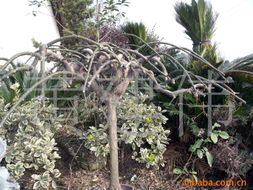 黃建偉綠化苗木產品列表 精選優質苗木，打造綠色生態家園