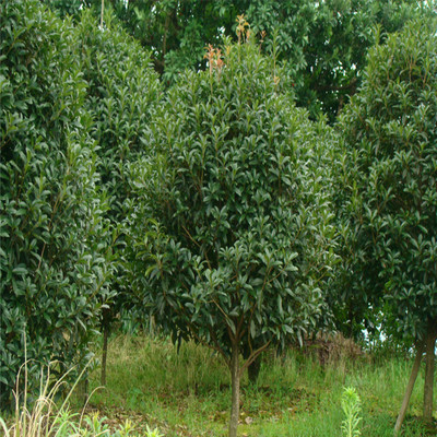 紅花丹桂 秋日庭園的艷麗華章——探秘2-8公分苗木的培育與價值