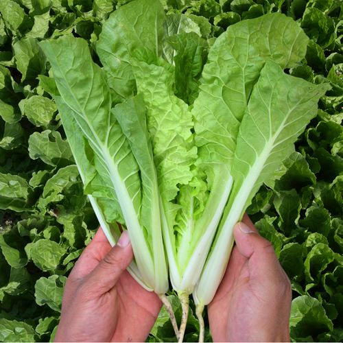 小白菜籽四季種子春季小白菜種孑四季蔬菜盆栽菜籽種大全農家苗秧