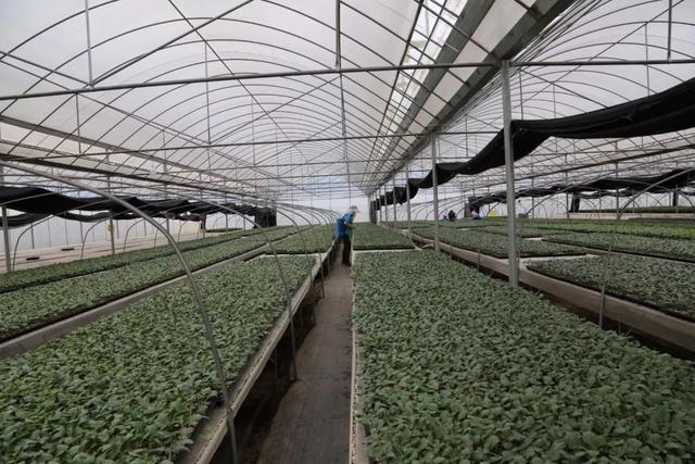 彌渡憑什么?1斤小番茄賣到30元,蔬菜種苗走出國門…