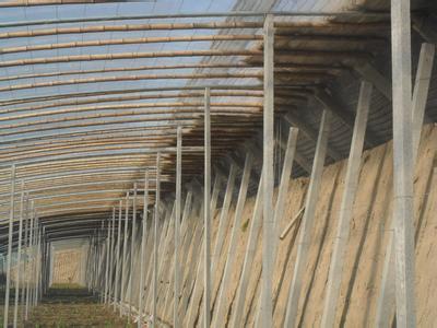 大棚立柱價格//蔬菜大棚立柱加工定制//水泥檁條廠家-壽光雙贏預制件廠提供大棚立柱價格//蔬菜大棚立柱加工定制//水泥檁條廠家的相關介紹、產品、服務、圖片、價格蔬菜大棚立柱、大棚立柱、大棚后砌、加強型大棚立柱、蔬菜大棚立柱、壽光大棚立柱、