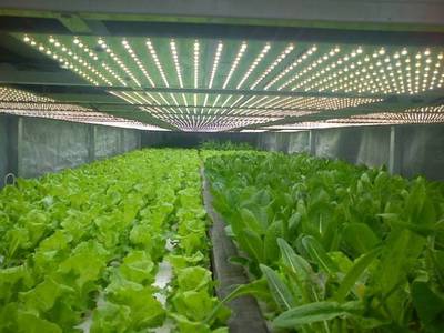 【高工LED·植物照明】京東聯(lián)手日本三菱,將在北京建設約1萬平米的植物工廠
