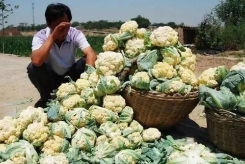 農(nóng)產(chǎn)品滯銷別怕,國家發(fā)補貼啦 最高可補34萬,快看看你能領多少