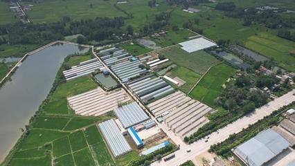 平橋區:“合作社+特色農業”繪就富民新畫卷