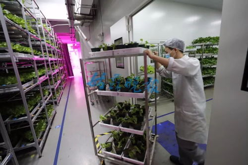 納尼 松下電器,在蘇州種菜賣菜了 車間里都是菜菜菜
