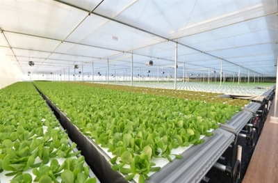 京東建1萬平植物工廠:蔬菜不洗就能吃