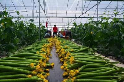 扶貧加速度!長順縣代化鎮打傍蔬菜基地 首批“扶貧蔬菜”上市啦!