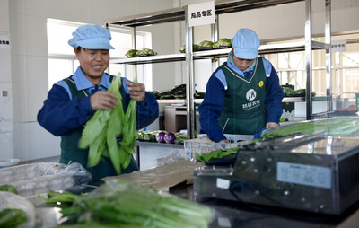 河北張家口:山區綠色精品蔬菜走俏京津市場