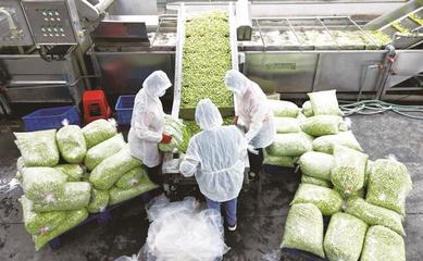 南通蠶豆銷往海外