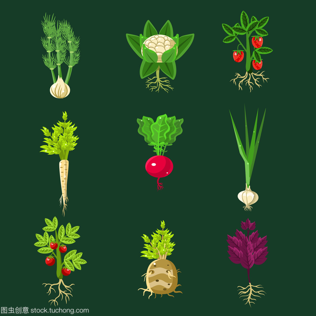 新鮮蔬菜植物的根集合